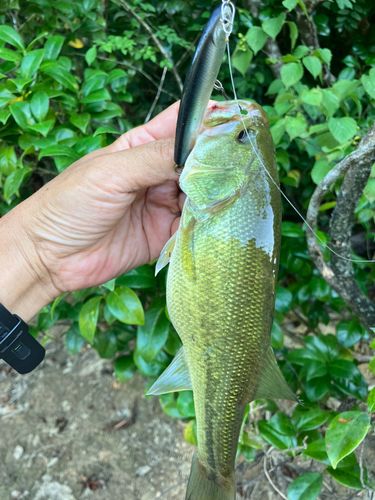 ラージマウスバスの釣果