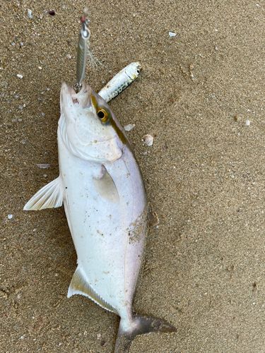 ショゴの釣果
