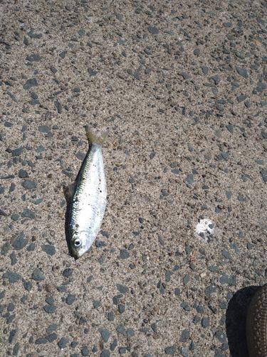 コノシロの釣果