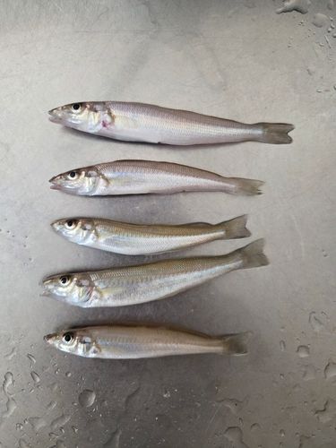 キスの釣果
