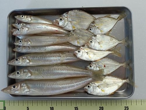 キスの釣果