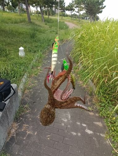 タコの釣果