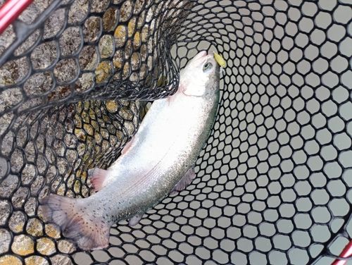 ニジマスの釣果