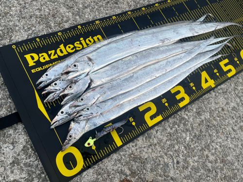 タチウオの釣果