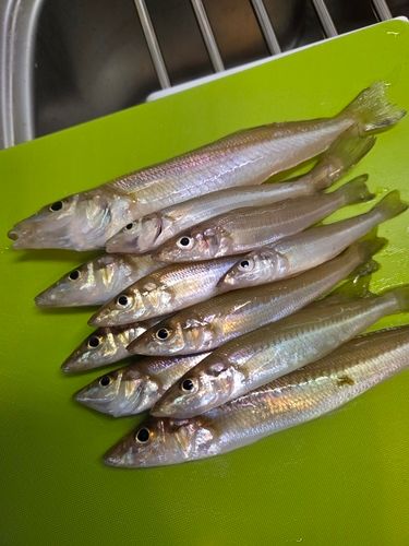 キスの釣果