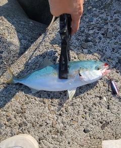 ヤズの釣果