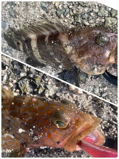 アオハタの釣果