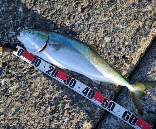 ワラサの釣果