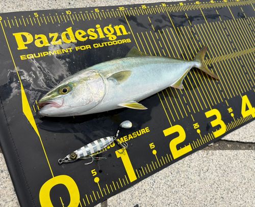 ツバスの釣果