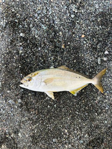 ショゴの釣果