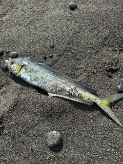 シイラの釣果