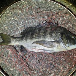 クロダイ