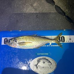 アジ