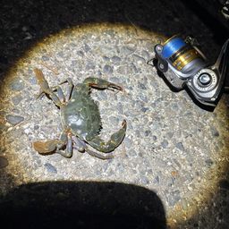 イシガニ