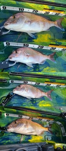 タイの釣果