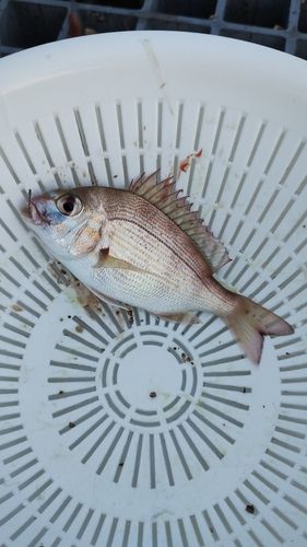 チャリコの釣果