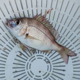 チャリコ