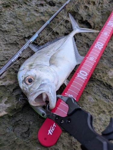 ロウニンアジの釣果