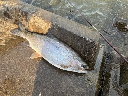 ニジマスの釣果