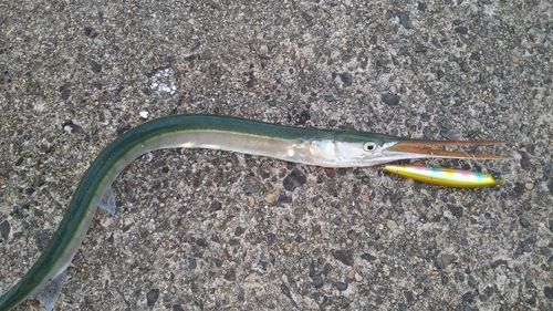 ダツの釣果