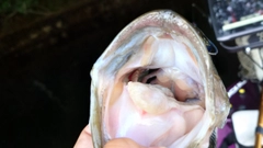 ブラックバスの釣果