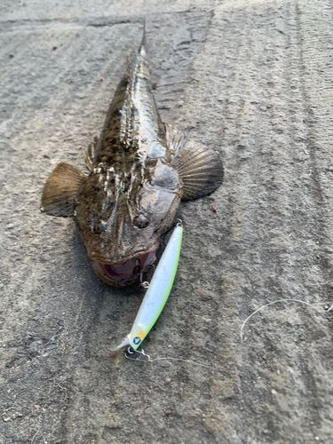 マゴチの釣果