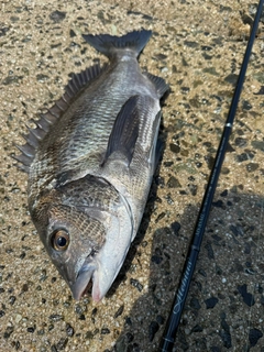 チヌの釣果