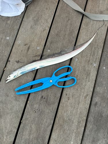 タチウオの釣果