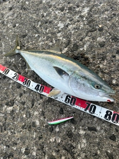 ブリの釣果