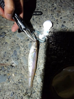 キスの釣果