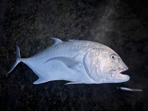 GTの釣果