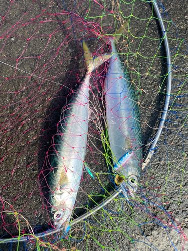 サバの釣果