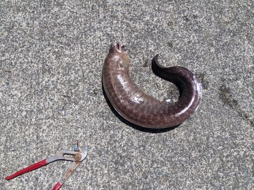 ドクウツボの釣果