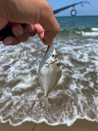 ヒイラギの釣果