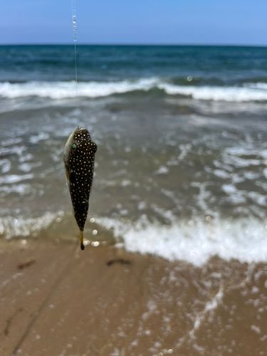 マフグの釣果