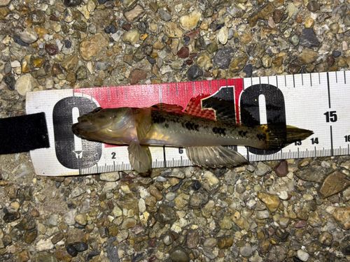 ウロハゼの釣果