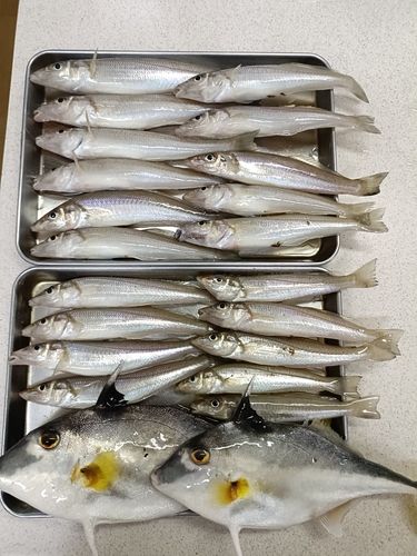 キスの釣果
