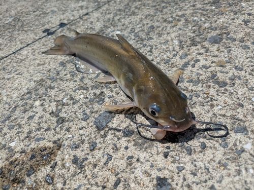アメリカナマズの釣果