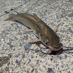アメリカナマズ