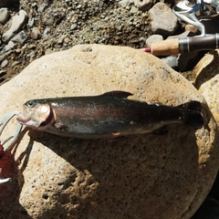 ニジマスの釣果