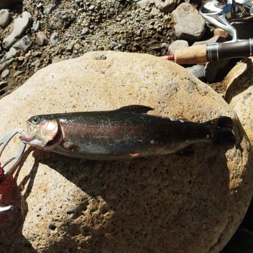 ニジマスの釣果