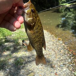 スモールマウスバス