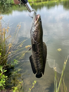 ライギョの釣果