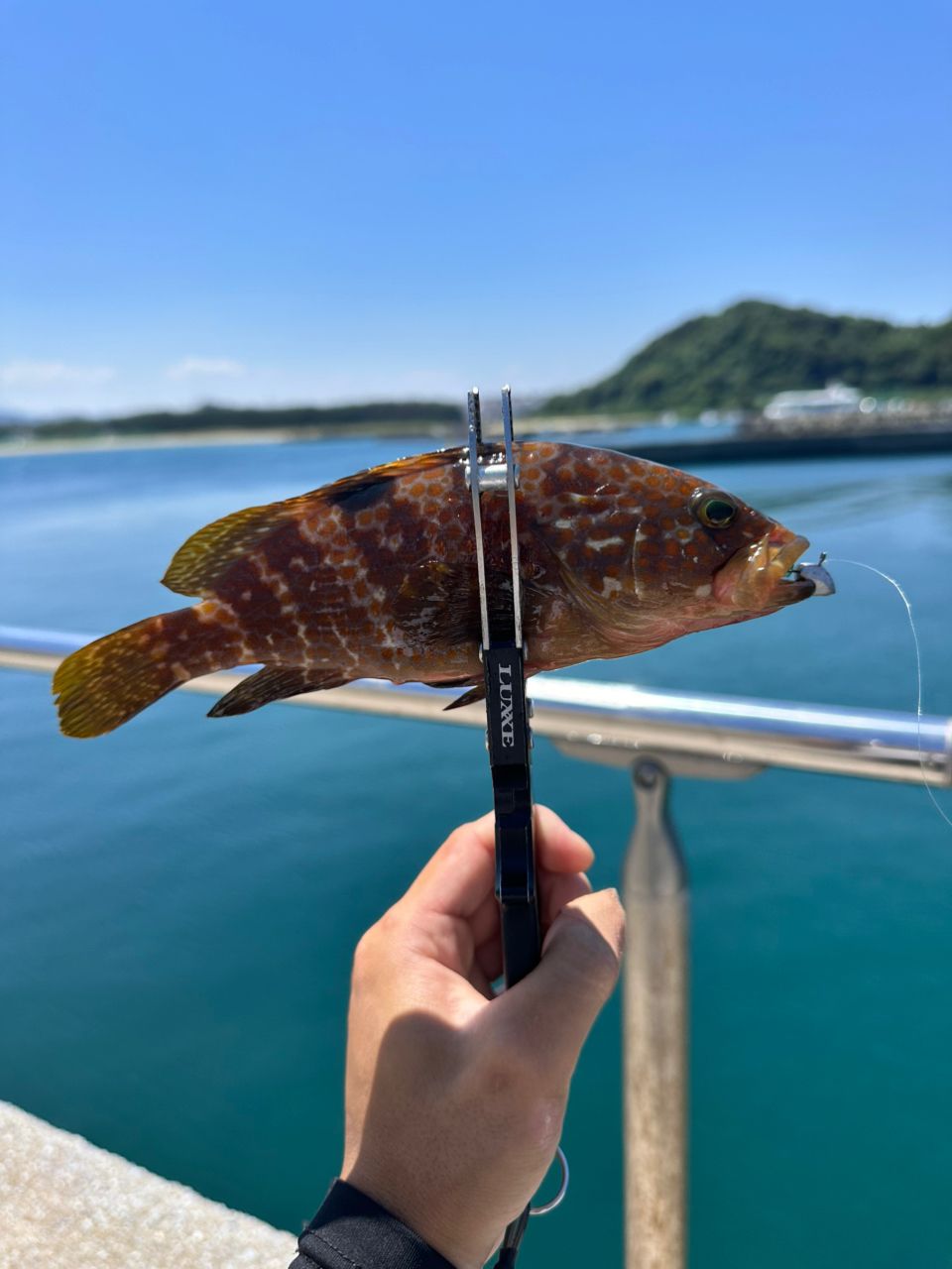 ラグゼ 宵姫華弐 S54AL-solid がまかつ(Gamakatsu) ラグゼ 宵姫 華弐 S54AL-solid(スピニング