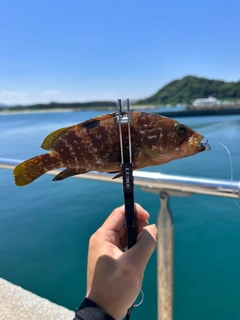 キジハタの釣果