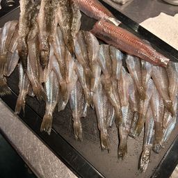 シロギス