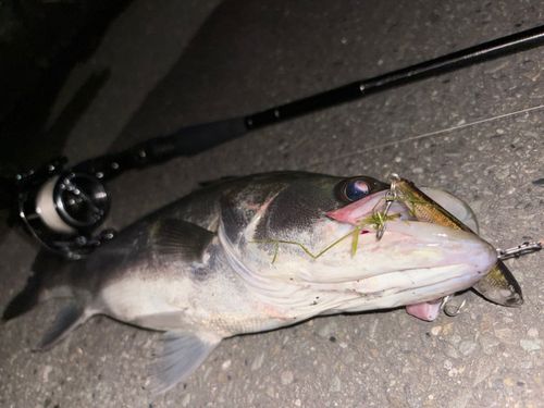 シーバスの釣果