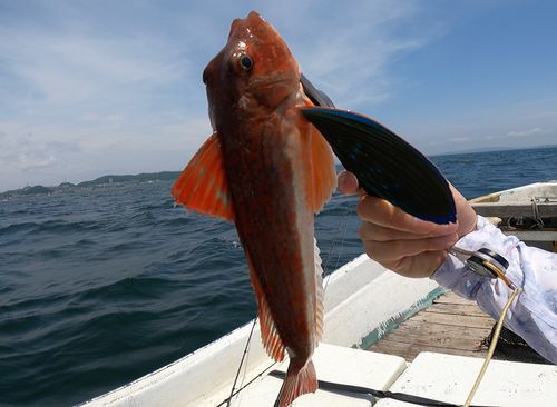 ホウボウの釣果