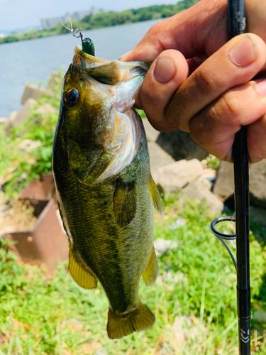 ラージマウスバスの釣果