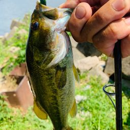 ラージマウスバス